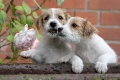 zwei_welpen_rose1_399